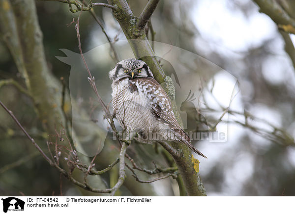 northern hawk owl / FF-04542
