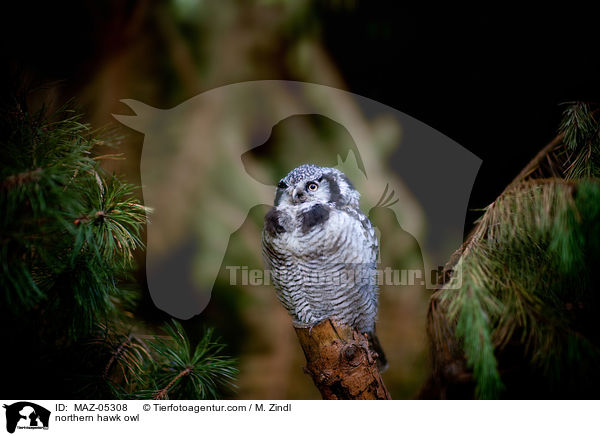 northern hawk owl / MAZ-05308