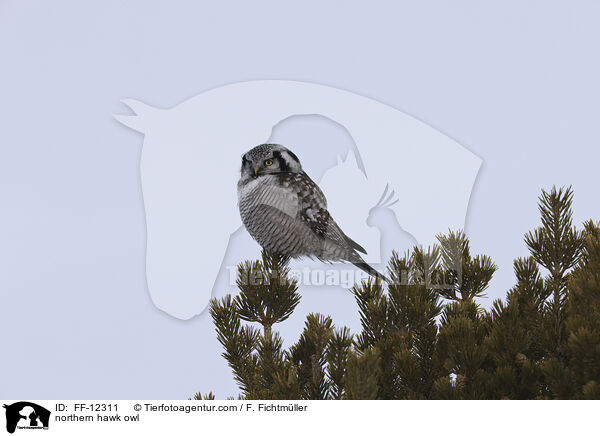 northern hawk owl / FF-12311
