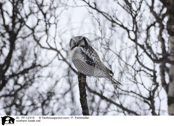 northern hawk owl / FF-12315