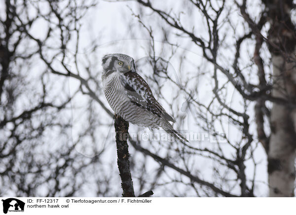 northern hawk owl / FF-12317