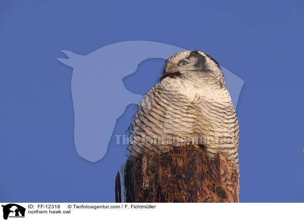 northern hawk owl / FF-12318