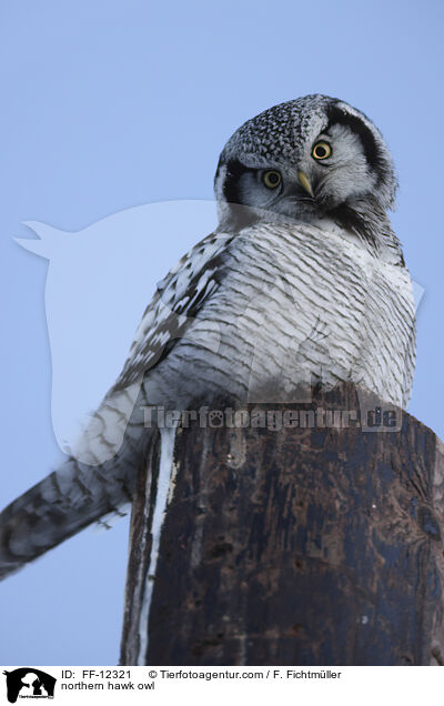 northern hawk owl / FF-12321