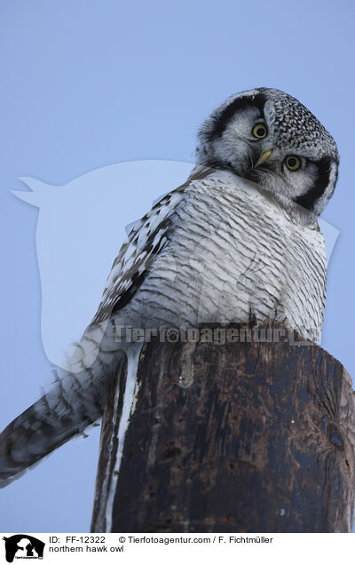 northern hawk owl / FF-12322