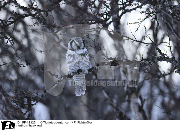 northern hawk owl / FF-12325