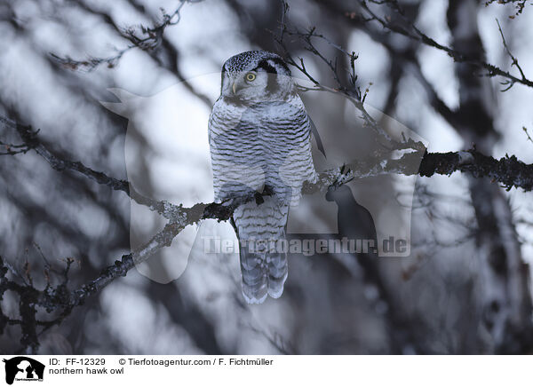 northern hawk owl / FF-12329