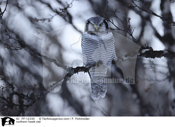 northern hawk owl / FF-12330
