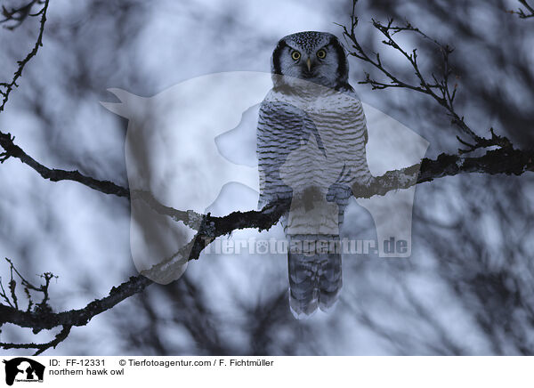 northern hawk owl / FF-12331