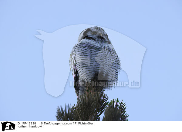 northern hawk owl / FF-12338