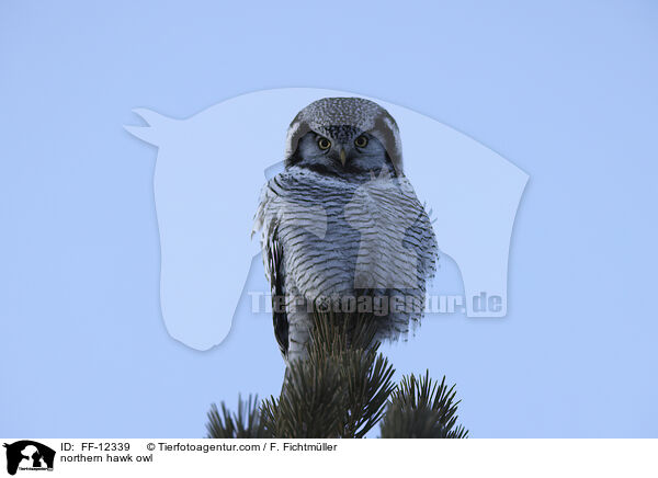 northern hawk owl / FF-12339