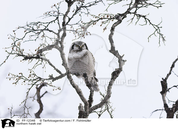 Sperbereule / northern hawk owl / FF-12346