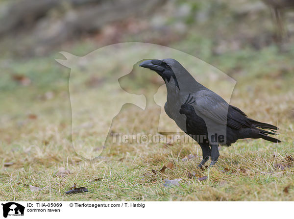common raven / THA-05069