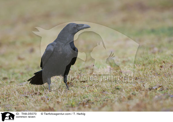 common raven / THA-05070
