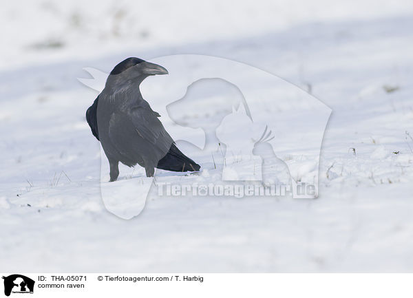 common raven / THA-05071