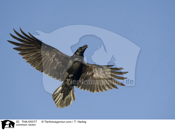common raven / THA-05077