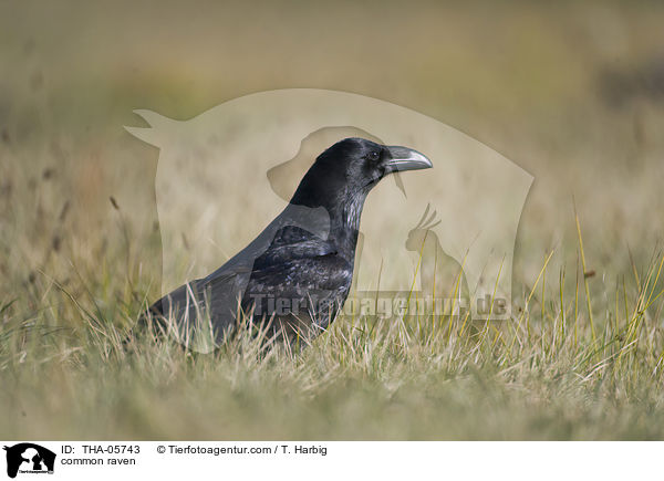 common raven / THA-05743