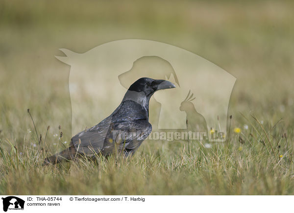common raven / THA-05744