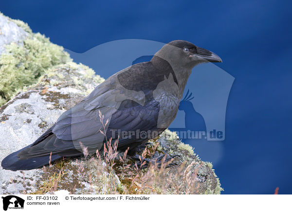common raven / FF-03102