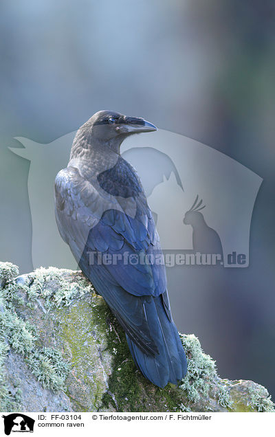 common raven / FF-03104
