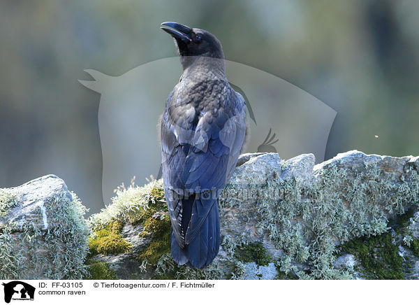 common raven / FF-03105