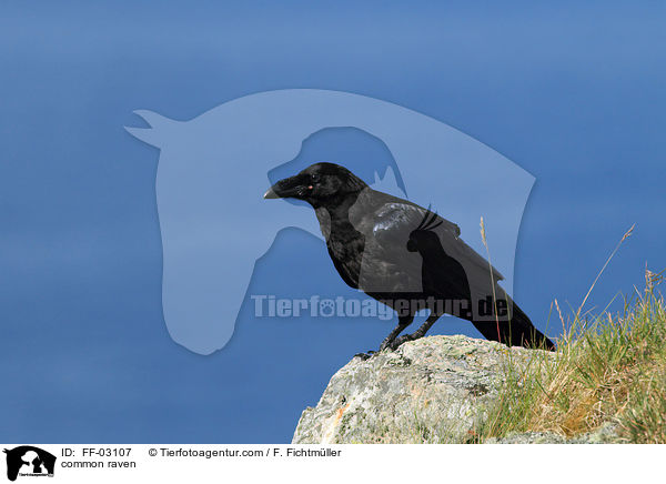 common raven / FF-03107