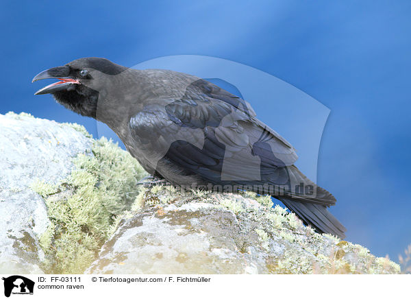 common raven / FF-03111