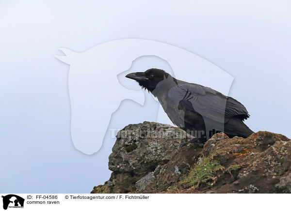 common raven / FF-04586