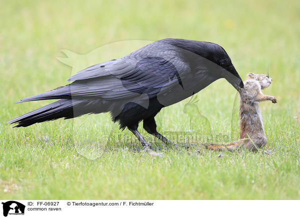 common raven / FF-06927