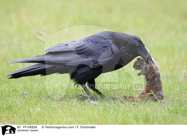 common raven / FF-06928