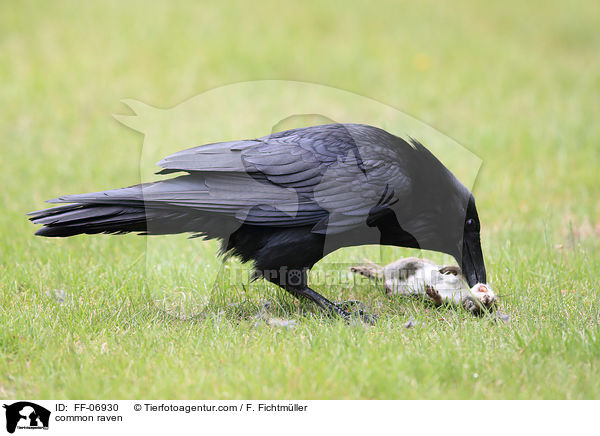 common raven / FF-06930