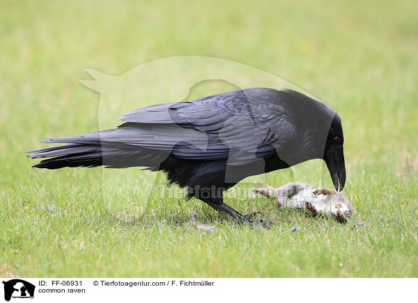 common raven / FF-06931