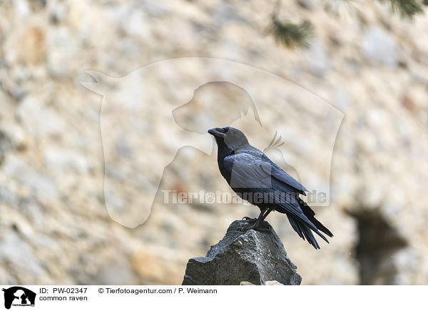 common raven / PW-02347