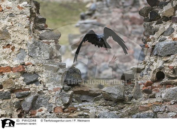 common raven / PW-02348