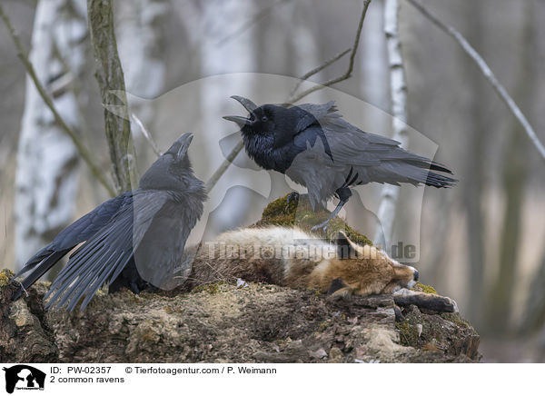 2 common ravens / PW-02357