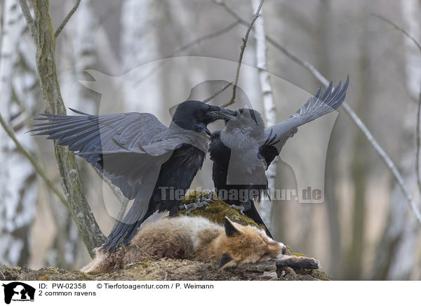 2 common ravens / PW-02358