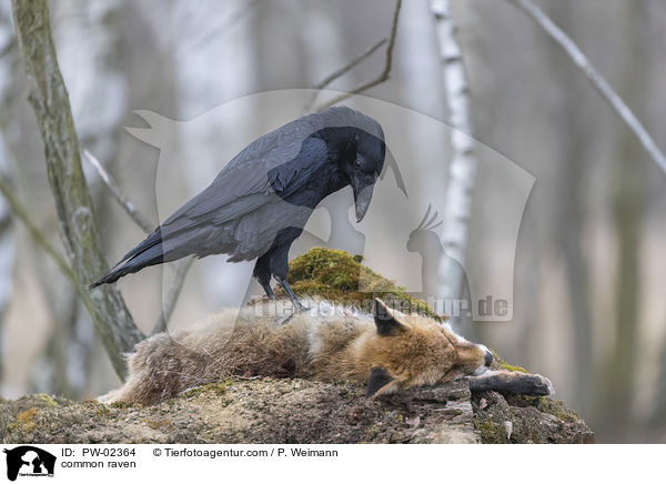 common raven / PW-02364