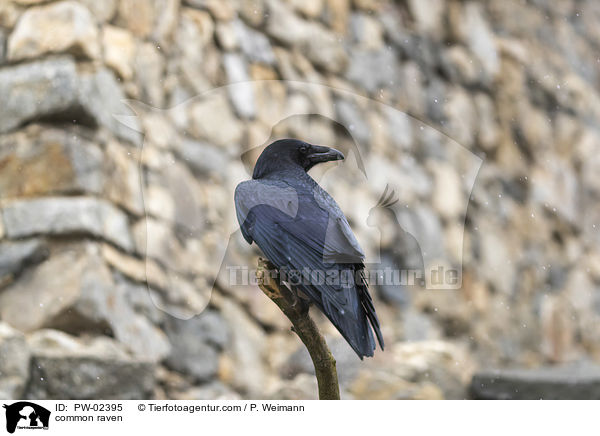 common raven / PW-02395