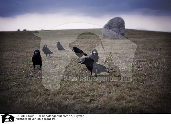 Northern Raven on a meadow / AH-01535