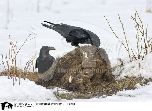 Northern Ravens / THA-08072