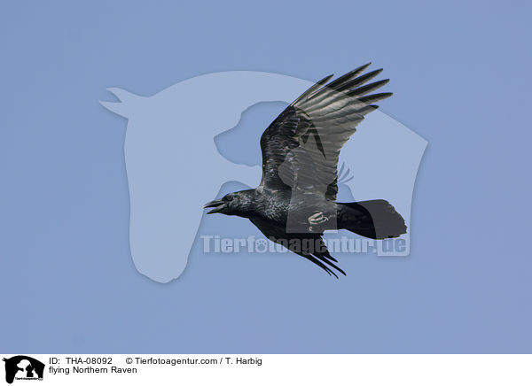 flying Northern Raven / THA-08092