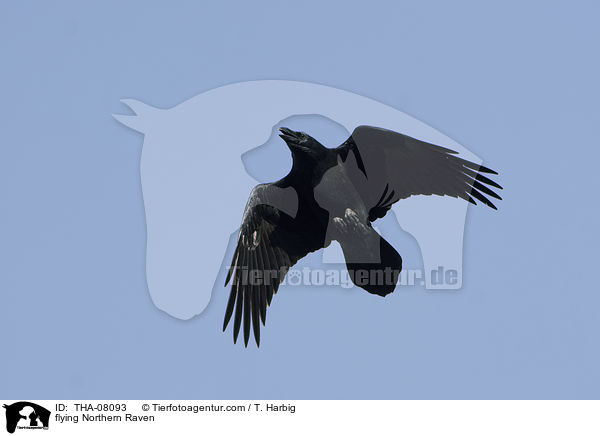 flying Northern Raven / THA-08093
