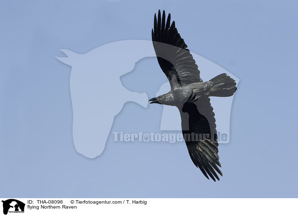 flying Northern Raven / THA-08096