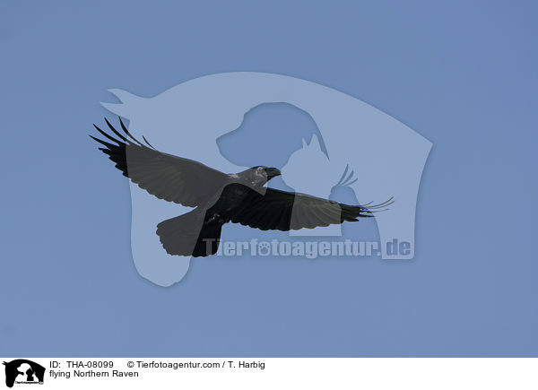 flying Northern Raven / THA-08099