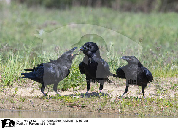Northern Ravens at the water / THA-08324