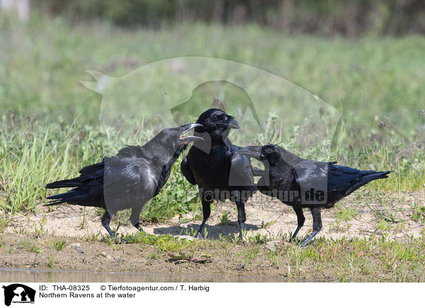 Northern Ravens at the water / THA-08325