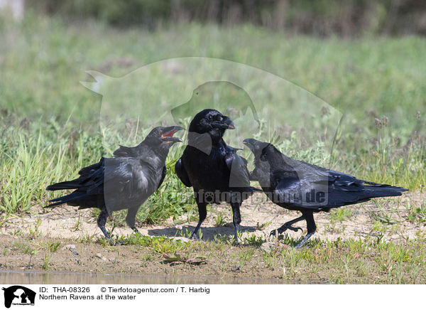 Northern Ravens at the water / THA-08326