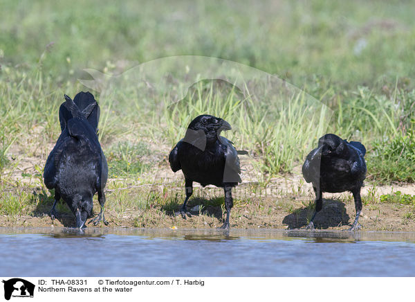 Northern Ravens at the water / THA-08331
