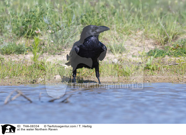 at the water Northern Raven / THA-08334