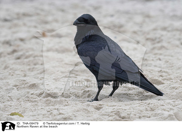 Northern Raven at the beach / THA-08479