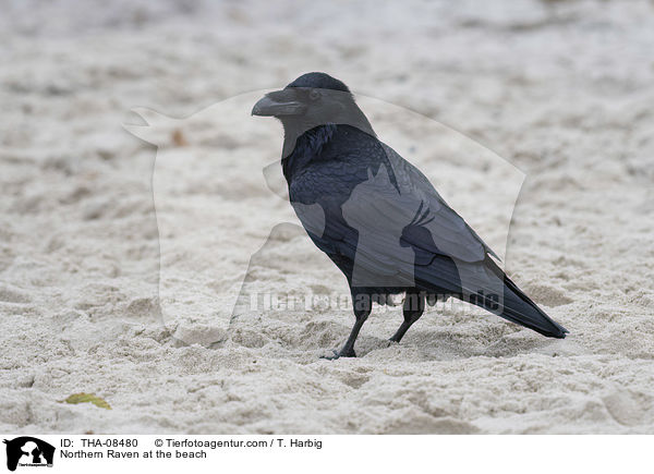 Northern Raven at the beach / THA-08480